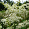 20 QUEEN of the MEADOW Filipendula Ulmaria Meadowsweet Native Prairie Fragrant White Flower Seeds