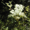 20 QUEEN of the MEADOW Filipendula Ulmaria Meadowsweet Native Prairie Fragrant White Flower Seeds