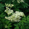 20 QUEEN of the MEADOW Filipendula Ulmaria Meadowsweet Native Prairie Fragrant White Flower Seeds