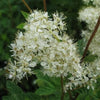 20 QUEEN of the MEADOW Filipendula Ulmaria Meadowsweet Native Prairie Fragrant White Flower Seeds
