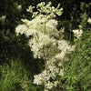 20 QUEEN of the MEADOW Filipendula Ulmaria Meadowsweet Native Prairie Fragrant White Flower Seeds