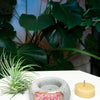 Geode Air Plant Holder -Amazonite Crystal Planter