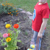Zinnia Dreamland Mix