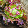 Heirloom Organic Sangria Lettuce Seeds