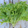 Heirloom Organic Royal Oakleaf Lettuce Seeds