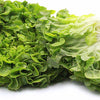 Heirloom Organic Royal Oakleaf Lettuce Seeds