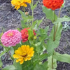 Zinnia Dreamland Mix