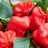 Organic Mad Hatter Pepper Seeds