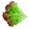 Heirloom Organic Sangria Lettuce Seeds