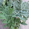 Heirloom Organic White Russian Kale Seeds