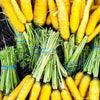 Heirloom Organic Solar yellow Carrot Seeds! Farmers market Prize winner or stand out with Gourmet recipes that will really make a impression