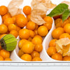 Heirloom Organic Cape Gooseberry Seeds  Aka Physalis peruviana, Golden Berry, Rasbhari, Peruvian Groundcherry, Poha