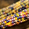 Heirloom Organic Native American Mandan Bride Corn Seeds
