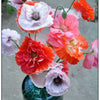 Heirloom Mix Shirley Poppy Seeds