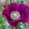 Heirloom Lauren's Grape Poppy Seeds Aka Papaver somniferum, Laurens Poppy, Purple Opium Poppies