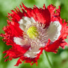 Heirloom Organic Danish Flag Poppy Seeds    aka Feathered poppy, Daneborg opium poppy, Fringed Poppie, Breadseed Poppies