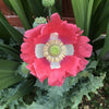 Heirloom Organic Hens and Chicks Poppy Seeds  Aka Hen and chick papaver somniferum, Bread seed opium poppies