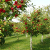 Organic Red Jonathan Apple Tree Seeds Aka Malus domestica !Fast growing trees!