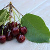 Heirloom Black Tartarian Cherry Tree Seeds   aka Prunus avium and many other fruit trees and exotic plants live and rare seeds