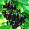 Heirloom Black Tartarian Cherry Tree Seeds   aka Prunus avium and many other fruit trees and exotic plants live and rare seeds