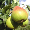 Heirloom Organic Bartlett Pear Tree Seeds    Aka Pyrus communis