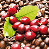 Organic Coffee Bean Tree Seeds  Arabica perfect office or house plants! seedlings available check website for details