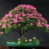 Organic Mimosa Tree Seeds aka Silk tree, Albizia julibrissin, Silky acacia, Persian silk tree, Pink Silk dwarf bonzai or giant ornamental!