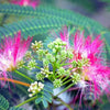 Organic Mimosa Tree Seeds aka Silk tree, Albizia julibrissin, Silky acacia, Persian silk tree, Pink Silk dwarf bonzai or giant ornamental!