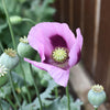 Hungarian Blue Breadseed poppy Seeds Aka Papaver somniferum L. , bulk poppy seeds , Antique Poppies, Heirloom and Organic
