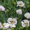 Heirloom Organic Tasmanian Alks White Poppy Seeds