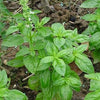 Heirloom Lime Basil Plant Seeds Ocimum Basilicum herb Flower Seeds