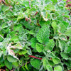 Heirloom Organic White Horehound Seeds    aka Marrubium vulgare medicinal herb seeds