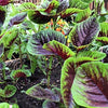 Heirloom Organic Red Stripe Amaranth Herb Seeds Aka Chinese Spinach - Callaloo - Amaranthus viridus - Edible Amaranth