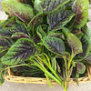 Heirloom Organic Red Stripe Amaranth Herb Seeds Aka Chinese Spinach - Callaloo - Amaranthus viridus - Edible Amaranth