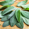 Heirloom Organic Sage Seeds  Aka Salvia Officinalis Medicinal Herbs, Garden Sage, Smudging, Green Sage, Common Sage, Smudge sticks