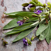Heirloom Organic Sage Seeds  Aka Salvia Officinalis Medicinal Herbs, Garden Sage, Smudging, Green Sage, Common Sage, Smudge sticks