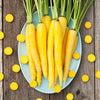 Heirloom Organic Solar yellow Carrot Seeds! Farmers market Prize winner or stand out with Gourmet recipes that will really make a impression