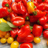 Heirloom Organic Mix Lunchbox Pepper Seeds