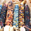 Heirloom Organic Native American Mandan Bride Corn Seeds