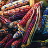 Heirloom Organic Native American Mandan Bride Corn Seeds