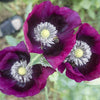 Heirloom Lauren's Grape Poppy Seeds Aka Papaver somniferum, Laurens Poppy, Purple Opium Poppies