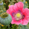 Heirloom Organic Hens and Chicks Poppy Seeds  Aka Hen and chick papaver somniferum, Bread seed opium poppies