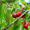Organic Bing Cherry Tree Seeds aka Prunus avium Bing, !Seeds for the beautiful Fruit tree with the amazing and beautiful cherry blossoms!