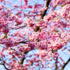 Organic Bing Cherry Tree Seeds aka Prunus avium Bing, !Seeds for the beautiful Fruit tree with the amazing and beautiful cherry blossoms!