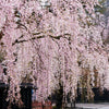 Organic Bing Cherry Tree Seeds aka Prunus avium Bing, !Seeds for the beautiful Fruit tree with the amazing and beautiful cherry blossoms!