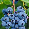 Organic Heirloom Blueberry Bush - Seeds Perfect for potting for urban gardening or apartment plants!