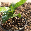 Organic Coffee Bean Tree Seeds  Arabica perfect office or house plants! seedlings available check website for details