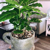 Organic Coffee Bean Tree Seeds  Arabica perfect office or house plants! seedlings available check website for details