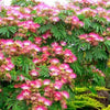 Organic Mimosa Tree Seeds aka Silk tree, Albizia julibrissin, Silky acacia, Persian silk tree, Pink Silk dwarf bonzai or giant ornamental!