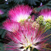Organic Mimosa Tree Seeds aka Silk tree, Albizia julibrissin, Silky acacia, Persian silk tree, Pink Silk dwarf bonzai or giant ornamental!